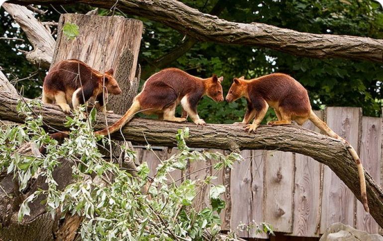 Интересные факты о древесном кенгуру
