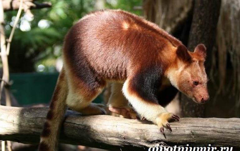 Интересные факты о древесном кенгуру